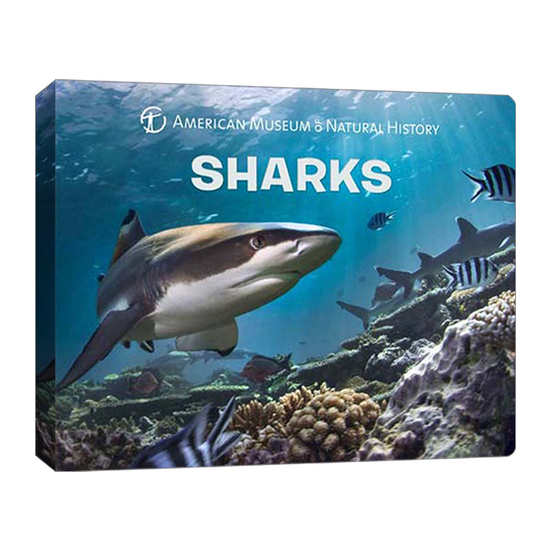 Sharks  幼儿科学：鲨鱼 纸板书