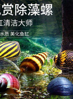 观赏螺淡水苹果螺鱼缸除藻工具吃藻清缸清理小宠物黄金螺大号蜗牛