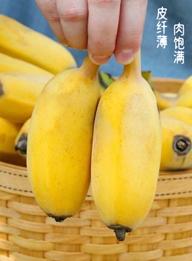 正宗《广东苹果蕉》新鲜直发湛江苹果蕉徐闻发出新鲜水果孕妇香蕉