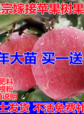 苹果树果苗南方北方种植苹果树苗嫁接红富士冰糖心盆栽地载小树苗