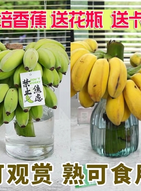 送花瓶送卡片禁止焦虑整串蕉绿水培香蕉拒绝苹果蕉工位