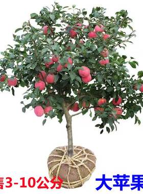 苹果树果苗嫁接红富士冰糖心地栽盆栽南北方种植带土特大当年结果