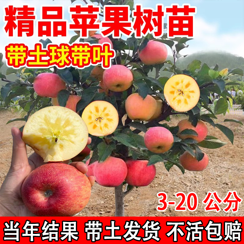冰糖心苹果树果苗红富士青苹果南方北方盆栽地栽庭院四季种植大树