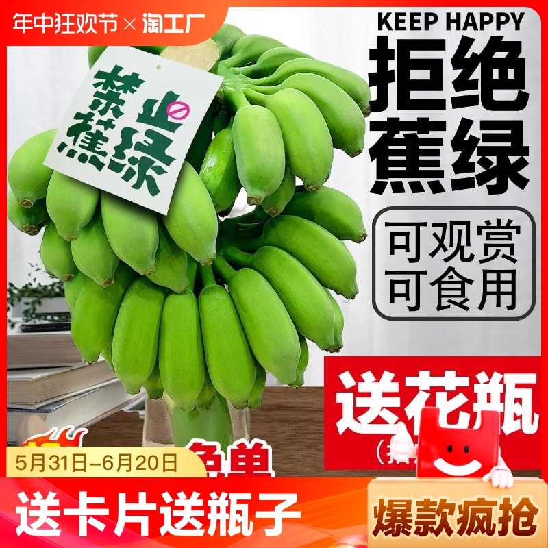 【禁止蕉绿】送卡送瓶子一整串苹果蕉办公室桌面水养苹果蕉焦虑