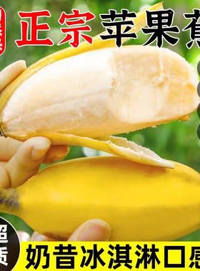 ①福建正宗苹果蕉新鲜水果香蕉自然熟小胖蕉软糯香甜禁止蕉绿整箱