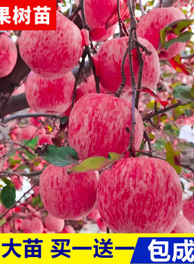 苹果树果苗嫁接红富士冰糖心南方北方种植盆栽地载矮化小苹果树苗