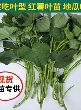 食叶型红薯苗地瓜叶种植 福薯18号食用专吃叶子苕尖台湾蔬菜种苗