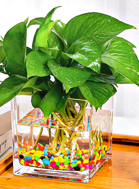 创意水培器皿花瓶摆件透明玻璃缸花盆插花水养绿萝植物正方形花器