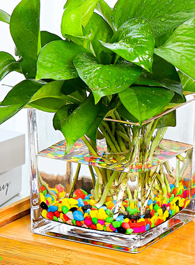 创意水培器皿花瓶摆件透明玻璃缸花盆插花绿萝植物正方形装饰桌面