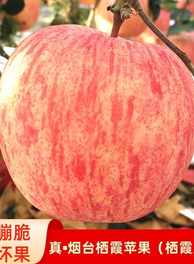 山东烟台栖霞红富士苹果新鲜水果当季整箱5/10斤脆甜大果产地直发
