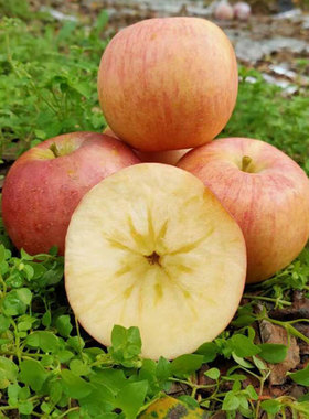 苹果水果新鲜红富士10斤整箱山西运城临猗冰糖心苹果现摘当季新果