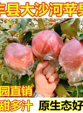 新鲜红富士苹果当季水果丰县大沙河苹果现摘孕妇水果脆甜多省包邮