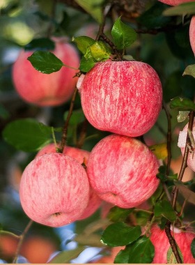 【六月来了】新鲜水果陕西延安洛川红富士苹果高原山地苹果