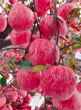 烟台红富士苹果山东红富士栖霞苹果冰糖心5斤新鲜水果