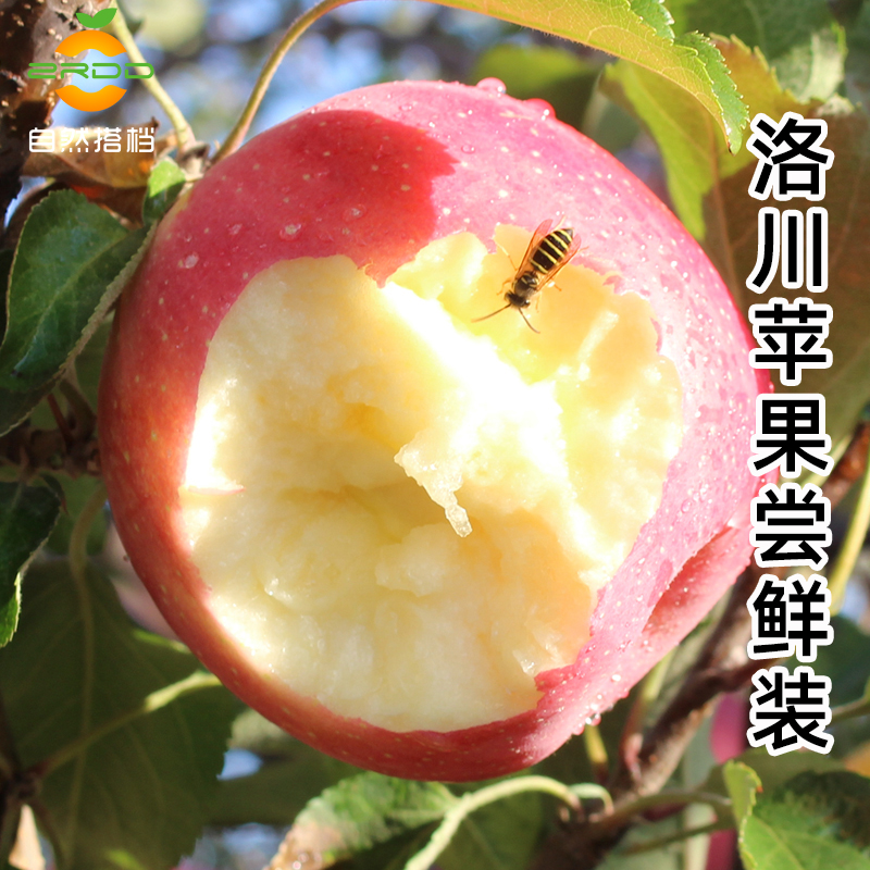 洛川苹果新鲜水果正宗陕西红富士6枚/4枚脆甜整箱包邮
