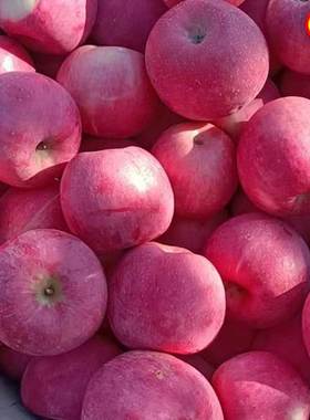 绥中红富士苹果甜脆多汁大果农户自销当季新鲜微雹伤水果整箱包邮