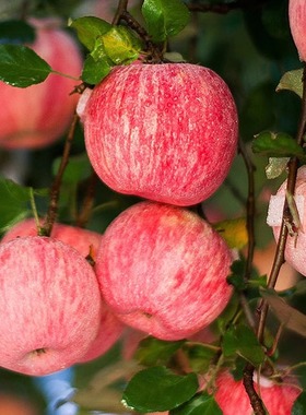 【六月来了专属】新鲜水果陕西延安洛川红富士苹果山地苹果