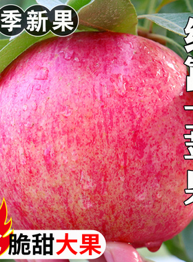 山西当季红富士苹果脆甜水果冰糖心丑苹果新鲜水果一整箱包邮