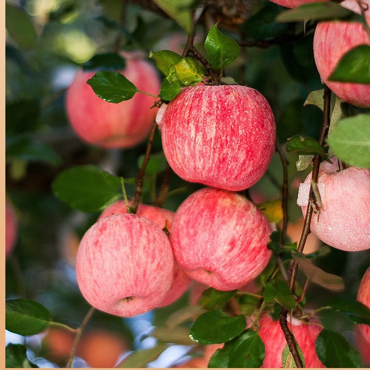 【翁虹专属】新鲜水果陕西延安洛川红富士苹果高原山地苹果