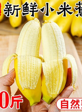 正宗广西小米蕉香蕉鲜水果整箱10斤当季新鲜苹果蕉自然熟粉蕉包邮
