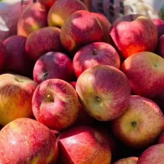 今年云南昭通农家新鲜水果丑苹果脆甜孕妇农产品整箱10斤包邮