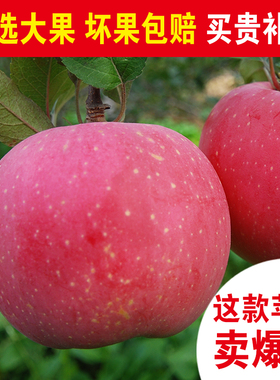晋味来 山西壶口吉县红富士苹果水果10斤装整箱包邮新鲜当季现摘