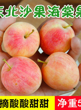 东北K9沙果海棠果5斤包邮特产开久花红小苹果鸡心新鲜孕妇酸水果