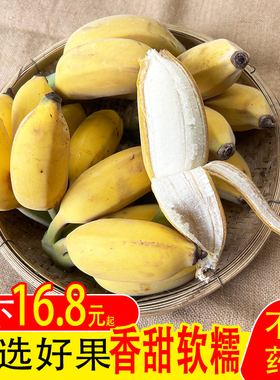【老韦鲜生】广西南宁苹果粉蕉新鲜水果3到9斤包邮当季西贡芭香蕉