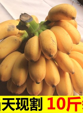广西小米蕉当季水果新鲜10斤自然熟banana整箱苹果蕉香蕉芭蕉包邮