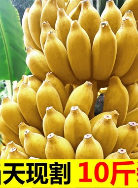 现摘广西小米蕉当季新鲜水果芭蕉苹果蕉自然熟香蕉整箱9斤包邮