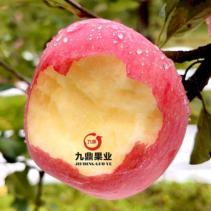 【顺丰包邮】新鲜水果 正宗洛川富士苹果陕西洛川脆甜多汁