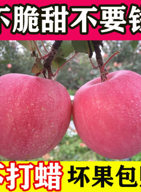 山东烟台栖霞红富士苹果脆甜孕妇水果新鲜红富士苹果吃的10斤包邮