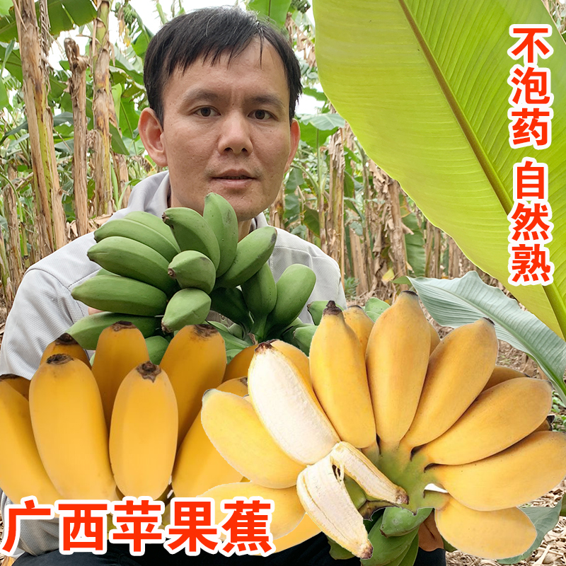 农家自种正宗广西苹果香蕉新鲜水果粉蕉自然熟产地直发芭蕉5/9斤