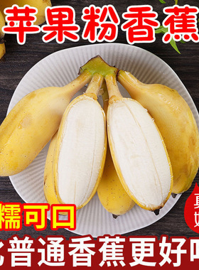 苹果粉蕉香蕉新鲜水果批发包邮10斤非广西小米蕉芭蕉banana帝王蕉