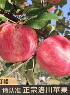 苹果新鲜水果洛川苹果陕西正宗整箱包邮5斤当季脆甜红富士一级