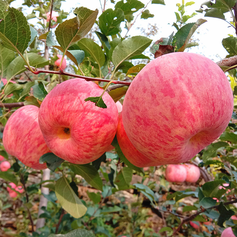 沂源红富士苹果山东正宗脆甜多汁中庄当季现摘10斤装新鲜种植水果