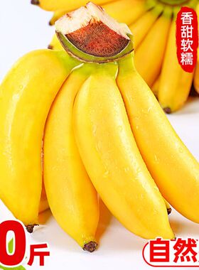 广西小米蕉10斤新鲜水果包邮现摘小香芭蕉苹果蕉甜香蕉整箱自然熟