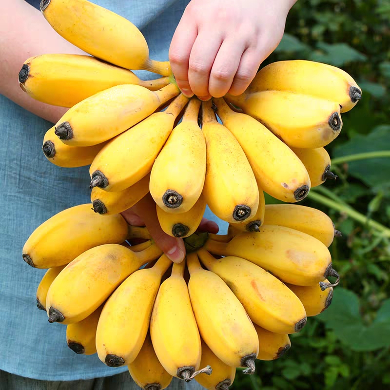 2024广西香蕉新鲜小米蕉水果包邮小香芭蕉苹果蕉自然熟当季整箱