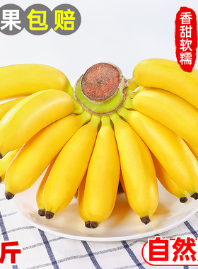 广西小米蕉9斤新鲜水果包邮现摘小香芭蕉苹果蕉甜香蕉整箱自然熟
