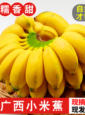 正宗广西小米蕉香蕉10斤当季新鲜水果小香蕉苹果蕉自然熟粉蕉包邮