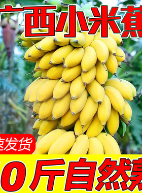 广西小米蕉新鲜水果香蕉包邮小米蕉芭蕉苹果蕉粉蕉自然熟当季整箱
