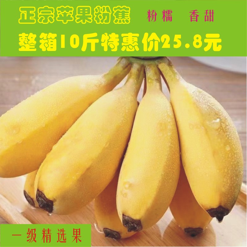 广西苹果蕉粉蕉 新鲜banana香蕉当季新鲜水果现采现发包邮