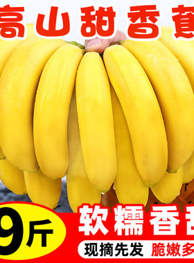云南高山威尼斯香蕉9斤当季新鲜水果整箱包邮芭蕉小米蕉甜苹果蕉