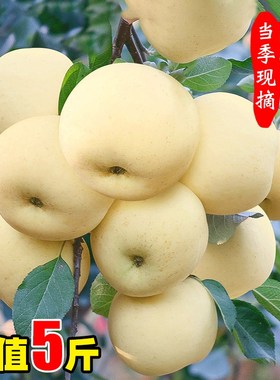 山东黄金奶油富士苹果5斤大果当季现摘苹果新鲜当季水果整箱