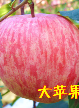 苹果水果新鲜山东烟台栖霞红富士大苹果比冰糖心好吃的好苹果10斤