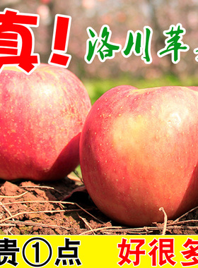 正宗陕西洛川水晶苹果红富士水果新鲜应季精品脆甜超山东整箱10斤