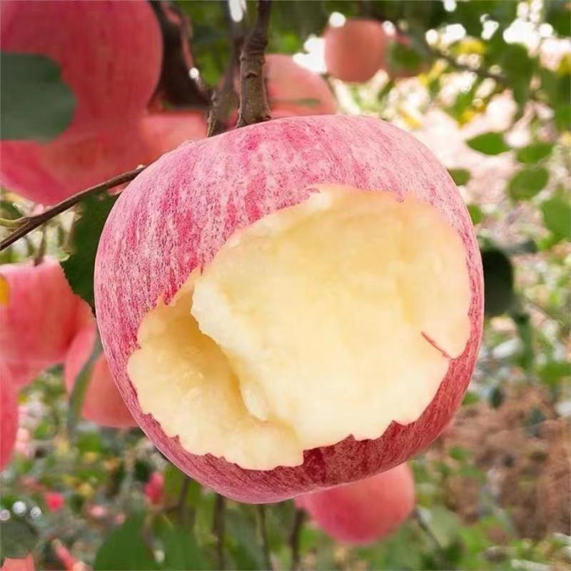 烟台苹果红富士苹果水果正宗山东新鲜甜脆吃的5斤当季整箱精品果