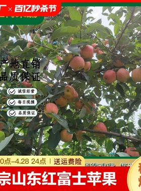 正宗山东红富士苹果水果当季新鲜应季脆甜整箱孕妇产地直发