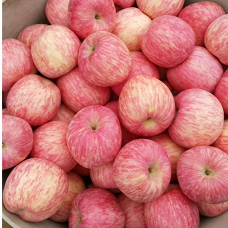 新鲜苹果水果山东烟台红富士平果9斤