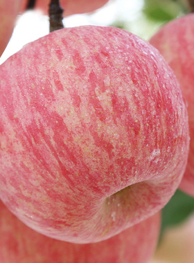 山东烟台栖霞红富士苹果新鲜甜脆水果孕妇85优质大果整箱10斤
